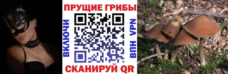 Псилоцибиновые грибы мухоморы  продажа наркотиков  darknet формула  Вытегра  OMG ТОР 